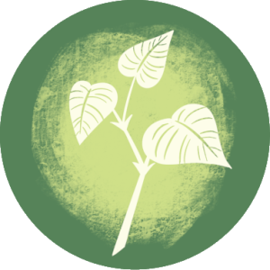 Derby Knotweed logo symbol