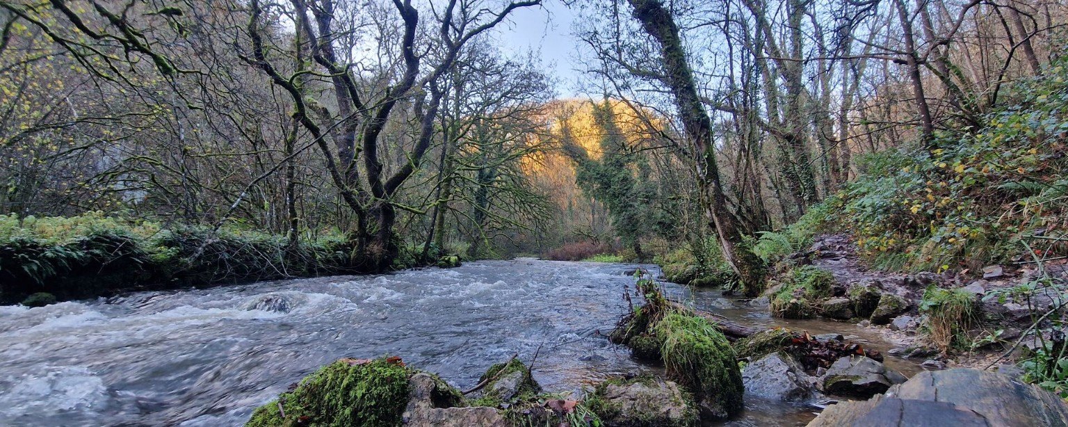 River flowing through wooded banks