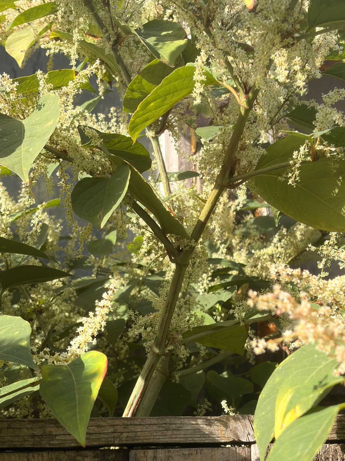Close-up of Japanese knotweed leaves and white flowers