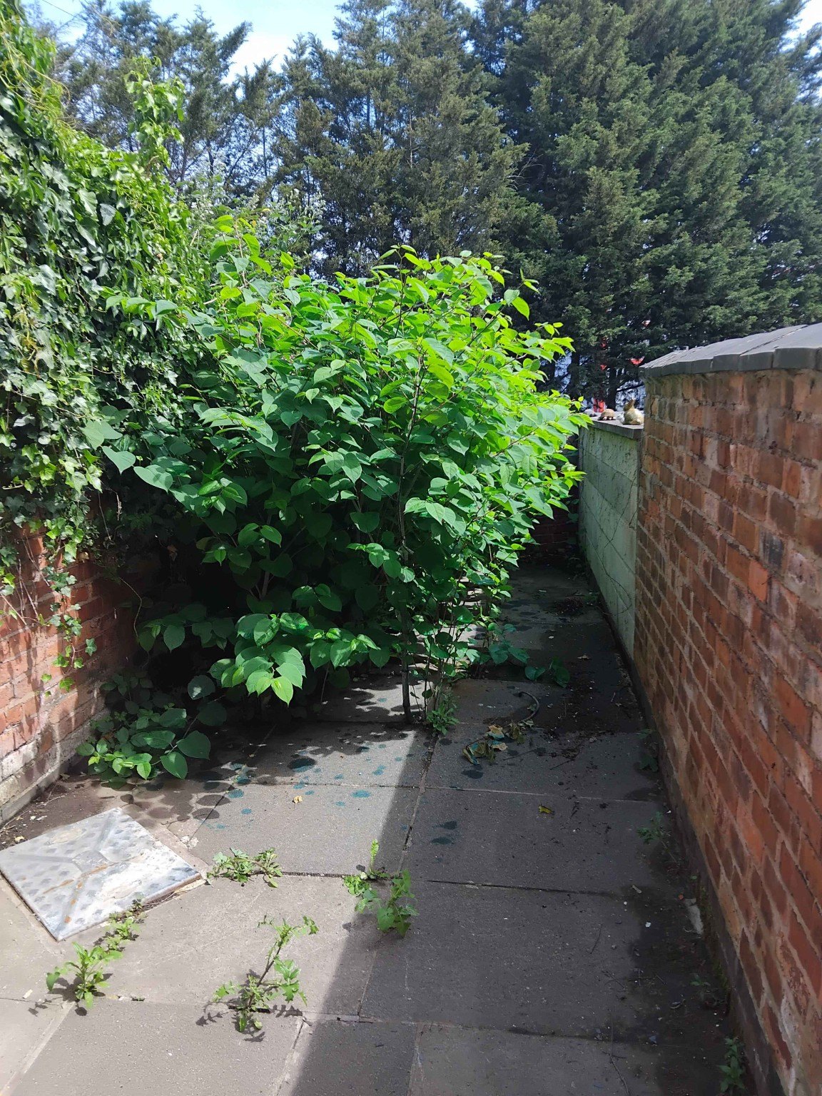 Japanese knotweed growing beside a paved path between brick walls Japanese knotweed growing beside a paved path between brick walls